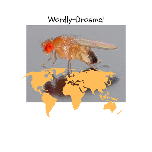 Image showing a sample of Drosophila melanogaster